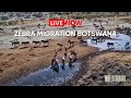 Moela Safari Lodge LIVE - Zebra Migration | Boteti River, Botswana