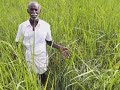 நெ_72 தமிழர் வேளாண்மை முறைப்படி நெல் furrow irrigation method paddy cultivation