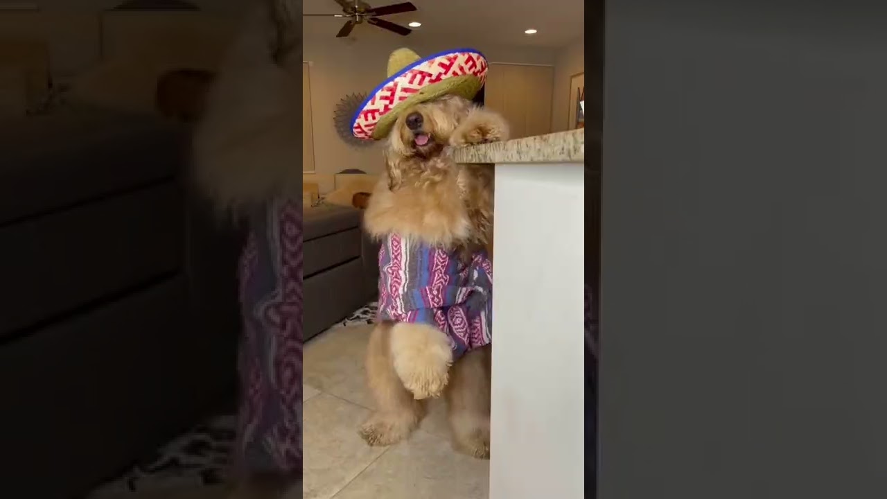 When your dog gets invited to the Carne Asada! #cincodemayo #goldendoodle #dancing