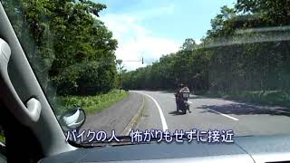 知床五湖に向かう途中の道路で熊と遭遇