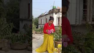 সেই গোলাপ গাছটাতে কত ফুল! 😱 #banglaminivlog #minivlog #gardeningtips #gardening #plantslove #plants