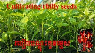 Learn to cultivate chilly seeds / Seeding chilly plant / របៀបបណ្ដុះកូនម្ទេសហិរ