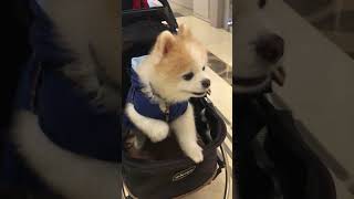 CUTE DOG ON A STROLLER - The cutest sight ever!