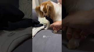 再犯？！ #子犬 #dog #パピヨン #cute #doglover #puppy #cutepuppy #小型犬 #犬 #shorts