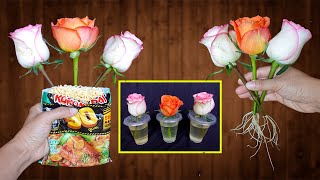 Mix one packet! The rose will instantly grow roots in just one night.