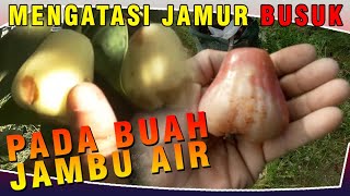 Mengatasi hama jamur busuk buah pada jambu air @Jembo Adeles