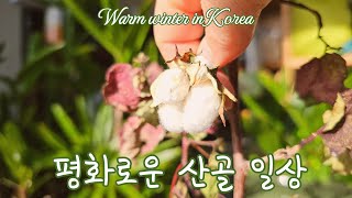 천상의 맛 매화차/건강한 아침 식사/평화로운 산골 마을/Peaceful Korean countryside