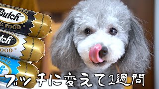 🐶犬のご飯をブッチに切り替えて2週間！完全切り替えはしないことにしました。【トイプードルのグリィ】【犬】【dog】【toy poodle】