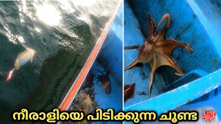 Did you see the octopus caught after baiting it? 🐙🐙|Malayalam|ചൂണ്ടയിട്ടു നീരാളി പിടുത്തം കണ്ടോ 🐙