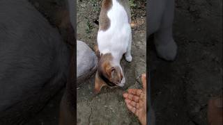 হুলো এই মাছ টা তুই খেয়ে নে 🐈#হুলো#মাছ #খেয়ে ❤️#short #pet#catbehavior #viral💕🐟❤️