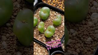 코노(사쿠라히메 교배종)  #다육이 #다육식물 #conophytum #마우가니 #코노 #위트버젠스 #빌로붐 #부르게리 #황영웅