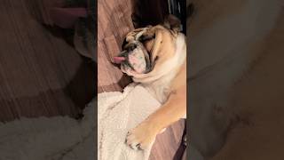 English Bulldog with an Extra Long Tongue While Sleeping　#dogshorts #bulldog #englishbulldog