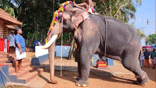 പൂരത്തിന് ഒരുങ്ങുന്ന ചന്ദ്രശേഖരൻ 🤩 | Thiruvambadi Chandrasekaran Getting Ready To Festival