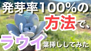 【多肉植物】ラウイを増やせ！葉挿し成功率が悪いラウイでティッシュ葉挿しチャレンジ！＃多肉＃多肉植物＃多肉の育て方