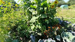 Le mandala fin juillet 2022...                       plus de 30 variétés de légumes.