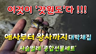 곤충천국 강원도 양양군!!! 사슴벌레 채집기(ft.파이프)