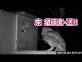 遠雄人壽【守護億隻鴞】肚子餓？叫貓頭鷹送！