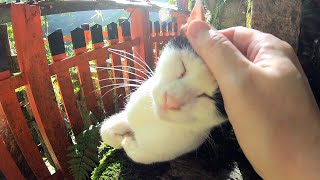 【いつも迎え入れてくれる三毛猫ちゃん】（付録）ここではカラスも人に懐く Calico always welcomes me in Kyoto