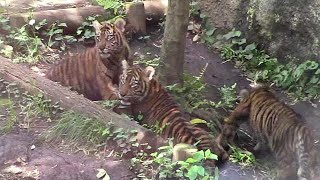 激しく取っ組み合うスマトラトラの子供たち「アロナ・アバディ・マクムル」（上野動物園）Sumatran Tiger Mothr \u0026 Cubs