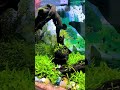 fish love fishlovers ilayaraja lovesong ilayaraja_melodies subscribe fish farsviews fishtank