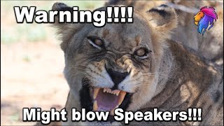 Lioness Roar Sound Puts Males Lions to Shame | Kruger Park Sightings | Amazing Animal Videos