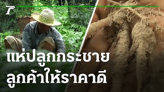 แห่ปลูกกระชาย-ลูกค้าให้ราคาดี | 22-07-64 | ข่าวเช้าหัวเขียว