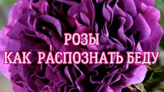 РОЗЫ. КАК РАСПОЗНАТЬ БЕДУ?. Я РЕШАЮ ЛЮБЫЕ ПРОБЛЕМЫ У ВАШИХ РОЗ.