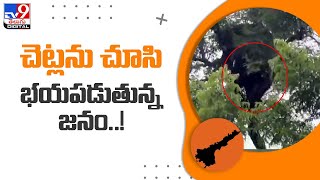 చెట్టుపై ఎలుగుబంటి.. భయం గుప్పిట్లో గ్రామస్థులు - TV9