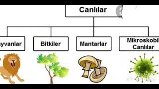 canlı cansız konu anlatımı