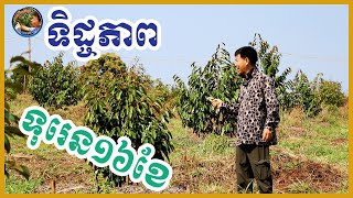 ទិដ្ខភាពដើមទុរេនអាយុកាល ១៦ខែ ចំការតាកាំង ខេត្តរតនគីរី (15.02.2021)