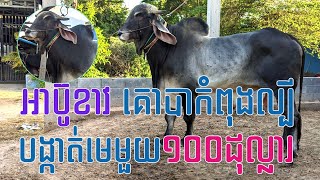 អាប៊ូខាវ គោបាកំពុងល្បីលោតមេ១តម្លៃ១០០$ ឥឡូវមកដល់ទឹកដីតាកែវហើយ