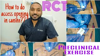 How to do access opening in canine??/ #rct #endo #preclinical #dentalstudents