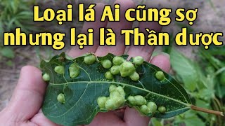 Bài thuốc trị Hạch cổ, hạch nách. PHAN HẢI channel.