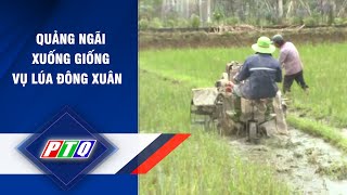 QUẢNG NGÃI XUỐNG GIỐNG VỤ LÚA ĐÔNG XUÂN  | PTQ