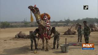 BSF Camel contingent gets ready to steal show at Republic Day parade