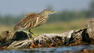 Pond Heron Bird Nature video - 2017