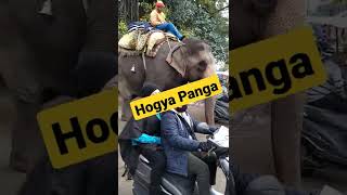 elephant in city gone wrong .. elephant status ... elephant status 2022