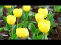 tulip 4k nature relaxation film piano music 4k ultrahd