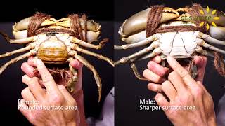 Crab! How to differentiate Male and Female?