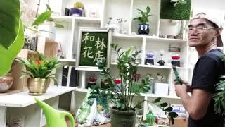 掌舖 - 和林花店 植物護理