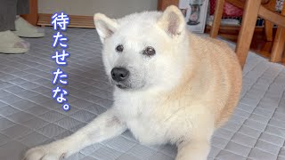 【祝】大復活を遂げた柴犬あいたん、通院の頻度を減らすことになりました。