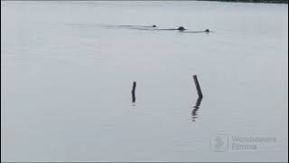 Strange Living Creatures in Lake | Pillayarkuppam Lake, Pondicherry