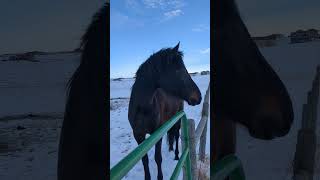 Both of these spoiled horses. Think they should be let in early for dinner