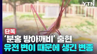 [단독] '분홍 방아깨비' 출현...한국에서 카메라에 첫 포착 / YTN