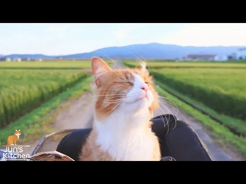 How I Trained My Cats How I Trained My Cats
