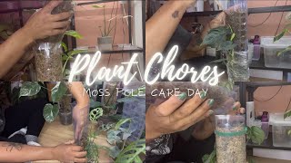 Plant Chores: Moss Pole Care Day