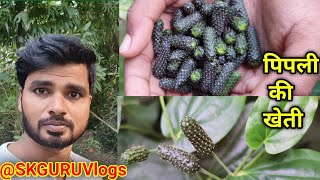 पिपली का पौधा कैसे लगाएं//Pipli ka paudha //chhoti pipli//chhoti piper//Ayurvedic//medicinal plant//