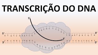 TRANSCRIÇÃO DO DNA🧬Aula 1. Expressão Génica - Biologia Molecular e Genética