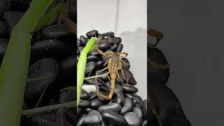 Mantis vs scorpion #insects #mantis #scorpion