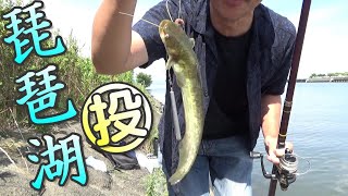 琵琶湖で投げ釣り！たくさん釣れると楽しい！大漁！　ナマズ　フナ　ハス　ニゴイ　川の小物釣り56。　小物釣り　琵琶湖　Lake BIWA Fishing